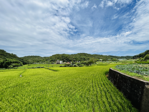 Physical promotion activities [Tasting tea from rice seedlings and admiring liquidambar] ▏Food and agriculture education day trip and DIY experience